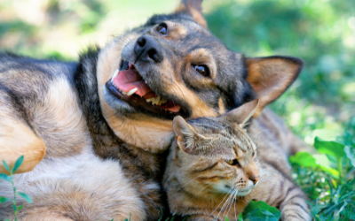 image for Pet Diabetes